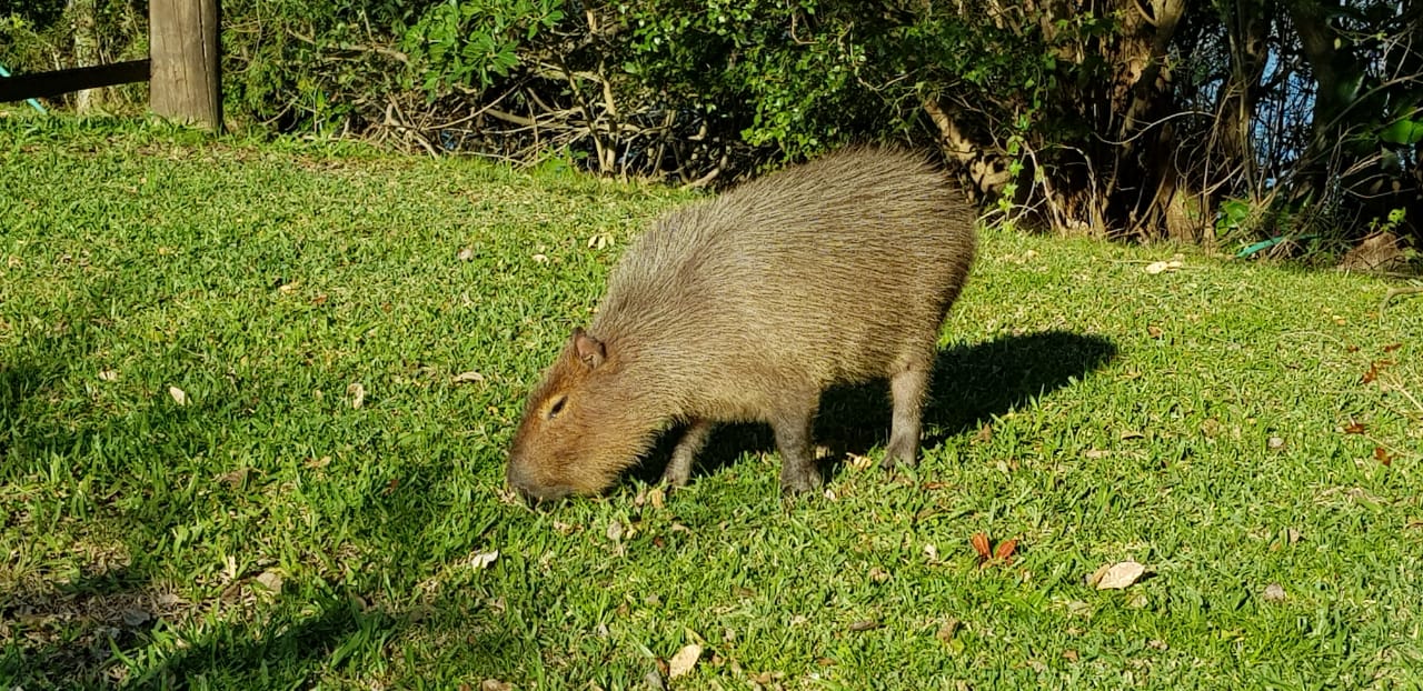 10 Coisas Que “Capivara” Fala Durante O Torneio